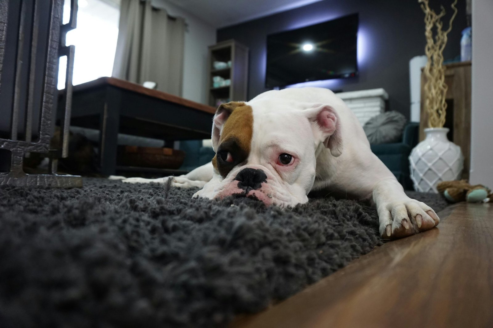 Charming bulldog resting on a cozy rug in a stylish living room setting.